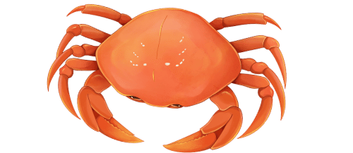 Snow Crab