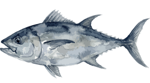 Tuna